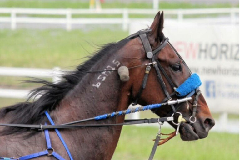 Record-breaking standardbred horse racing at Lacombe’s Track On 2