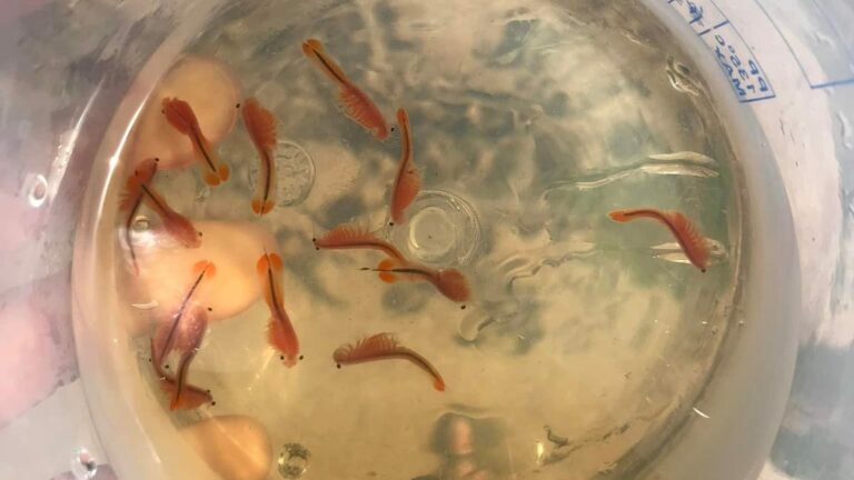 Dormant shrimp awakened, found swimming at Joshua Tree National Park – Victorville Daily Press