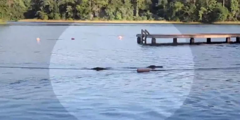 Girl Scout troop have lucky escape as alligator charges them while swimming in Texas state park