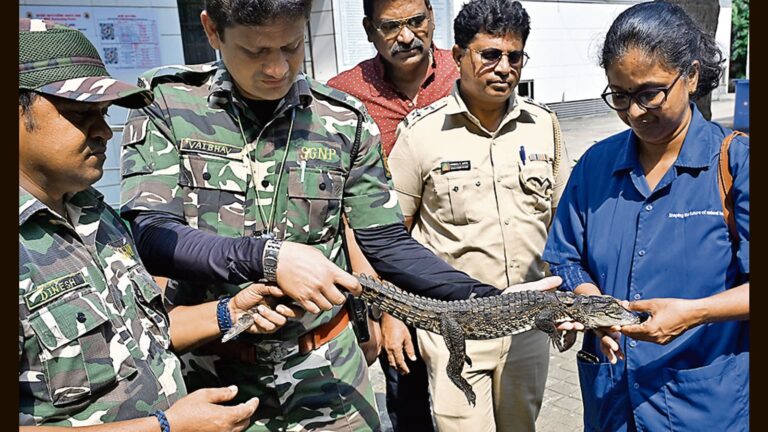 Baby crocodile found in BMC swimming pool at Dadar | Mumbai news – Hindustan Times