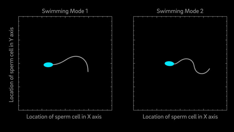Model suggests that mammalian sperm cells have two modes of swimming – Phys.org