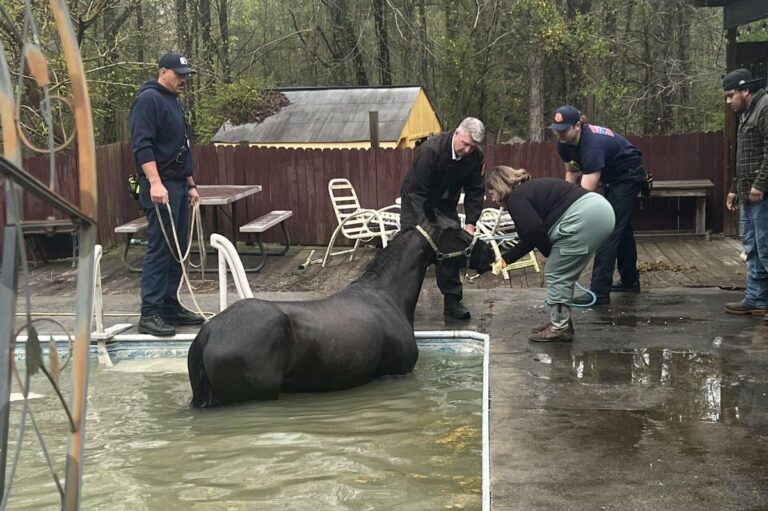 Trapped horse hoisted from swimming pool in Georgia – UPI.com