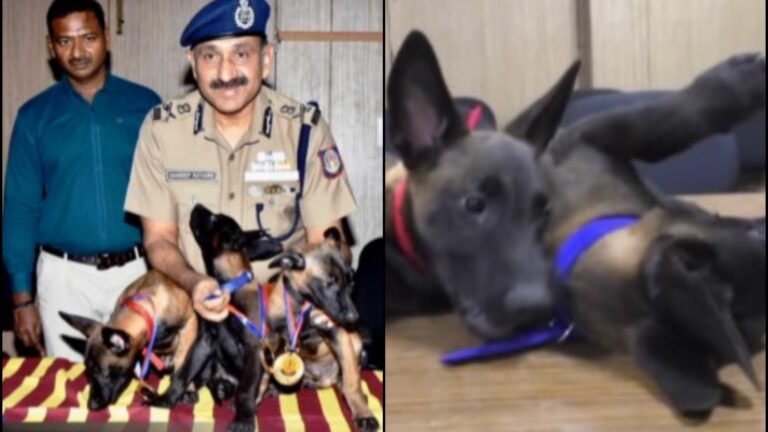 Viral News: Chennai Police K9 Squad Gets Adorable F1-Named Reinforcements