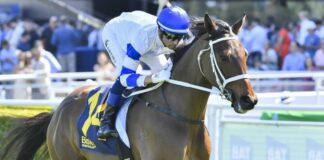The Chris Waller-trained Caboche brings strong Sydney form to Doomben on Saturday and can be the testing material in race six. Picture: Bradley Photos