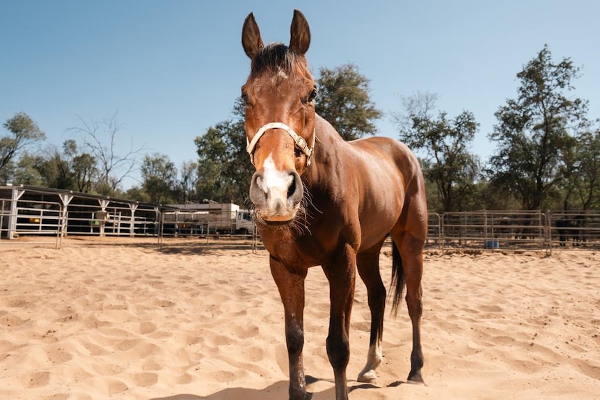 A shiny brown horse with a white-tipped snout in a dusty paddock.