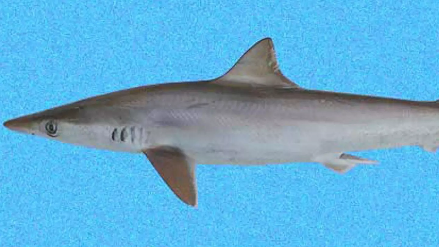 A Brazilian sharpnose shark. (Smithsonian Tropical Research Institute)