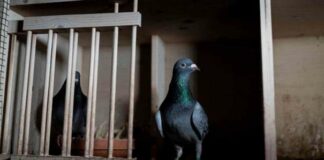 Pigeon racing is the first sport to return to England.